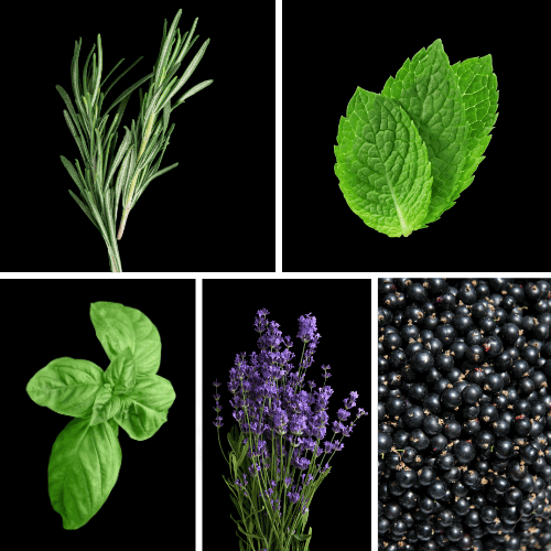 Preview: Duftnoten: Rosmarin, Minze, Basilikum, Lavendel, schwarze Johannisbeere