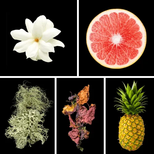 Duftnoten: Jasmin, Grapefruit, Eichenmoos, Patchouli, Ananas