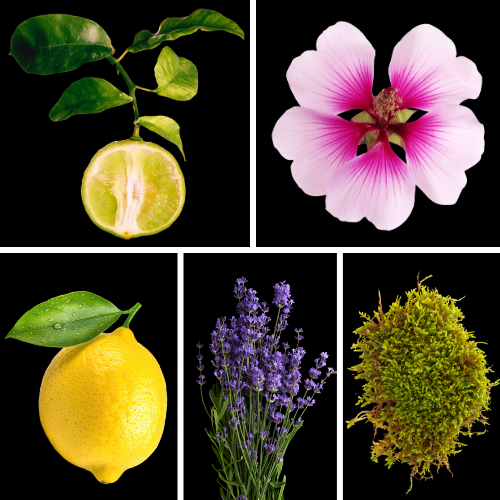 Preview: Duftnoten des Profumo D’oro Herrenparfums mit Zitrone, Bergamotte, Eisenkraut, Minze, Lavendel, Geranie, Eichenmoos und Sandelholz