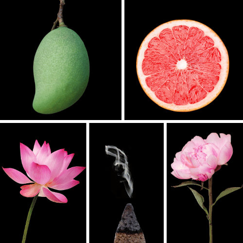 Preview: Duftnoten des Profumo D’oro Unisex-Parfums mit grüner Mango, Grapefruit, zitrischen Nuancen, Lotus, Kalmus, Pfingstrose, Bergahornholz und Weihrauch