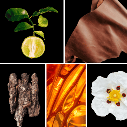 Preview: Duftnoten des Profumo D’oro Herrenparfums mit Bergamotte, Leder, Labdanum, Sandelholz und Amber – holzig-ambrierte Duftkomposition