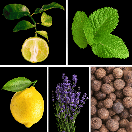 Preview: Duftnoten des Profumo D’oro Herrenparfums mit Bergamotte, Zitrone, Orange, Pfefferminze, Absinth, Lavendel, Piment, Tonkabohne, Zedernholz und Vetiver