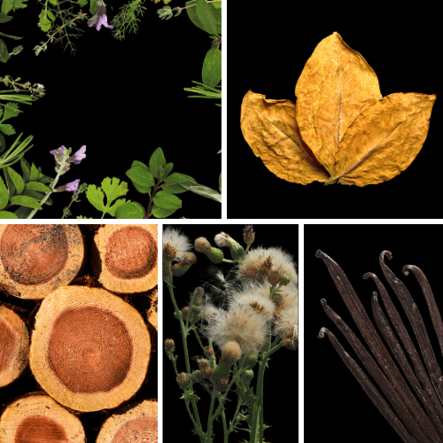 Preview: Duftnoten des Profumo D’oro Unisex-Parfums mit grünen Kräuternoten, Zedernholz, Patchouli, Tabak, Vanille und Moschus