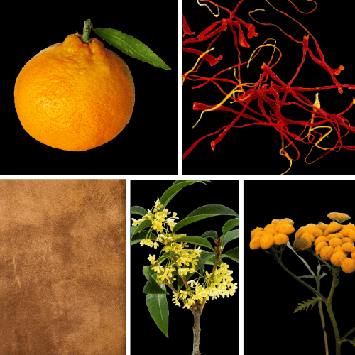 Preview: Duftnoten des Profumo D’oro Unisex-Parfums mit Mandarine, Safran, Osmanthus, Immortelle, Veilchenblatt, Wildleder, mineralischen Noten, Zedernholz, Patchouli und Moschus