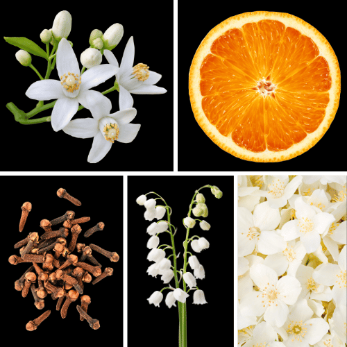Preview: Duftnoten des Profumo D’oro Unisex-Parfums mit Orange, Orangenblüte, Bergamotte, Jasmin, Maiglöckchen, Rose, Gewürznelke, Zedernholz, Moschus und holzigen Noten