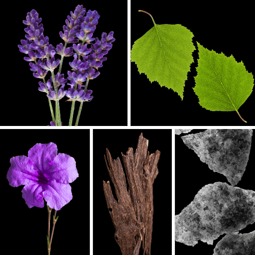 Preview: Duftnoten: Lavendel, Birkenblatt, Veilchen, Oud, Moschus