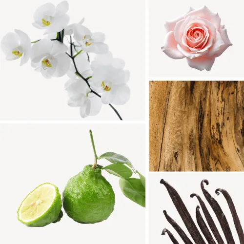 Duftnoten: Orchidee, Rose, Vanille, Bergamotte, Sandelholz