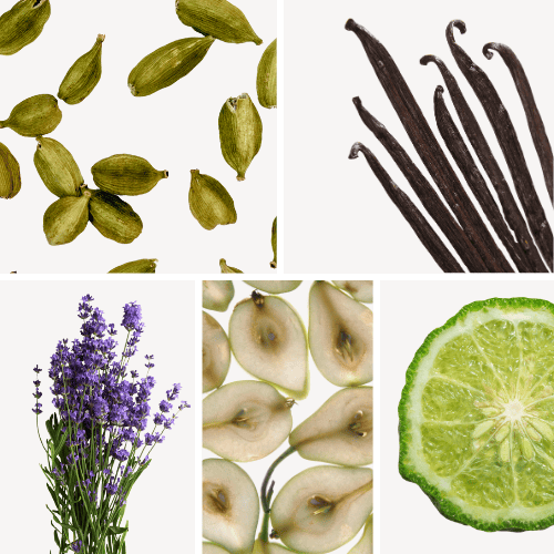 Preview: Duftnoten: Kardamom, Vanille, Lavendel, Birne, Bergamotte