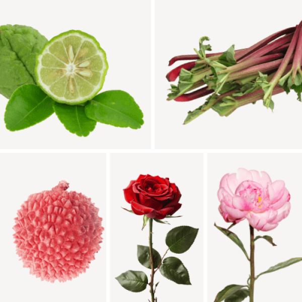 Duftnoten: Bergamotte, Rhabarbar,, Litschi, Rose, Pfingsrose