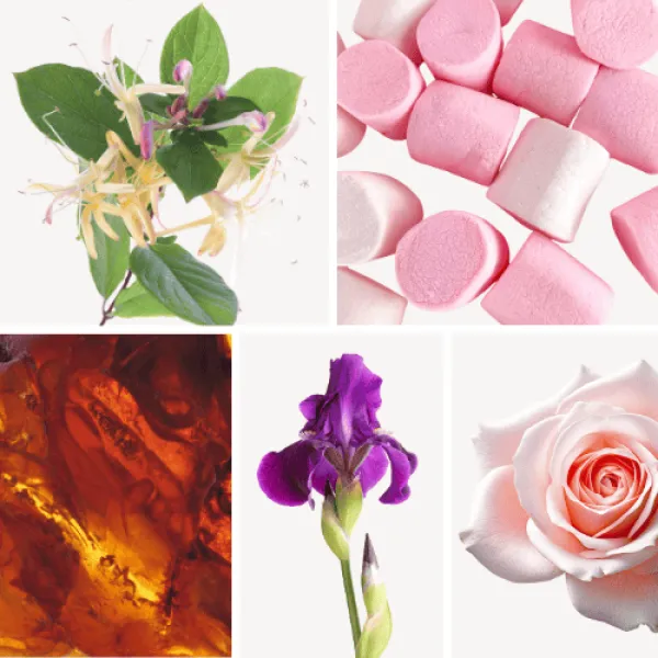 Duftnoten: Heckenkirsche, Marshmallow, Bernstein, Iris, Rose Duftnoten: Heckenkirsche, Marshmallow, Bernstein, Iris, Rose
