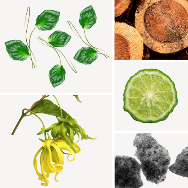 Duftnoten: Veilchenblatt, Zedernholz, Bergamotte, Yang-Ylang, Moschus