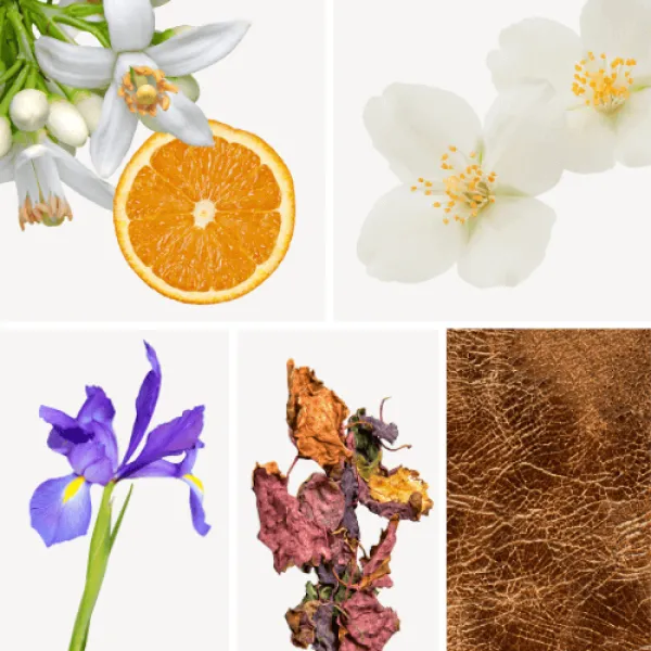Duftnoten: Orangenblüte, Jasmin, Iris, Patschuli, Leder