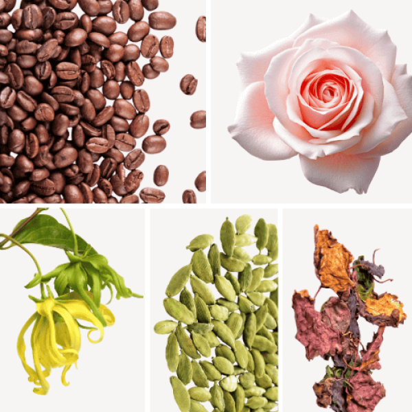 Duftnoten: Kaffee, Rose, Ylang.Ylang, Kardamom, Patschuli