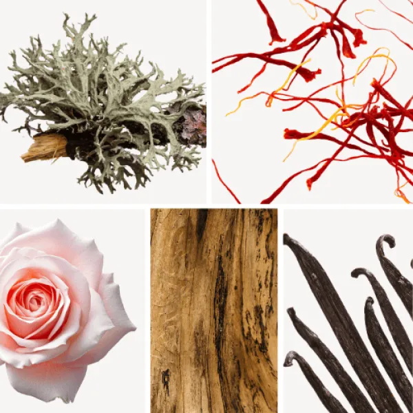 Duftnoten: Eichenmoos, Safran, Rose, Sandelholz, Vanille Duftnoten: Eichenmoos, Safran, Rose, Sandelholz, Vanille