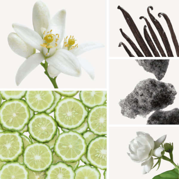 Duftnoten: Neroli, Vanille, Moschus, Jasmin-Sambac, weißer Moschus