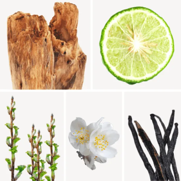 Duftnoten: holzige Noten, Bergamotte, schwarze Johannisbeerknospe, Jasmin-Tee, Vanille Duftnoten: holzige Noten, Bergamotte, schwarze Johannisbeerknospe, Jasmin-Tee, Vanille