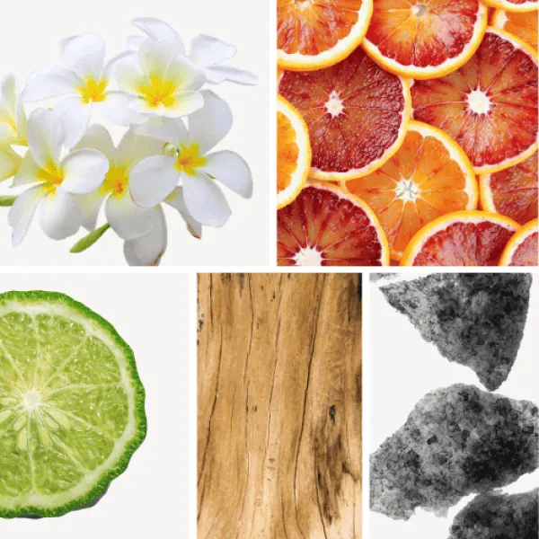 Duftnoten: Tiareblüte, Blutorange, Bergamotte, Sandelholz, Moschus Duftnoten: Tiareblüte, Blutorange, Bergamotte, Sandelholz, Moschus