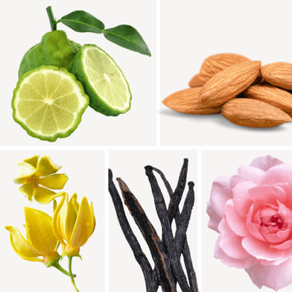 Duftnoten: Bergamotte, Bittermandel, Ylang-Ylang, Vanille, Pfingsrose