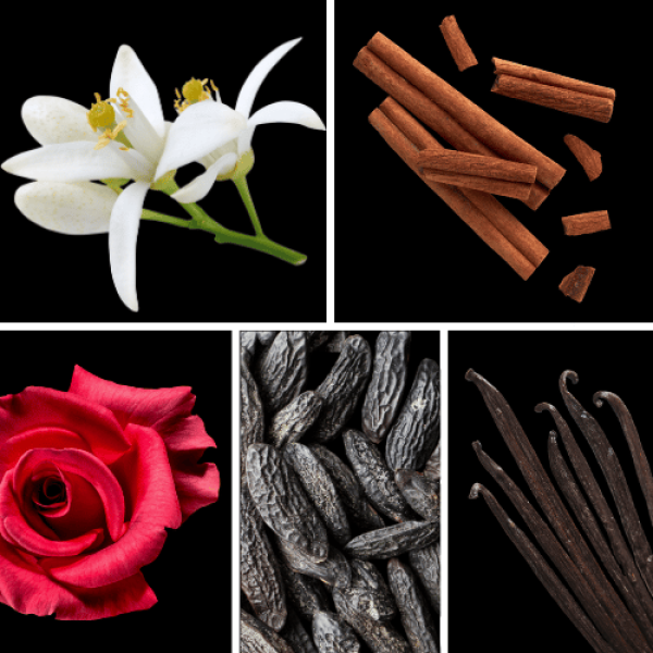 Duftnoten des Profumo D’oro Unisex-Parfums mit Neroli, Ceylon-Zimt, Iris, Rose, Vanille, Tonkabohne und Sandelholz