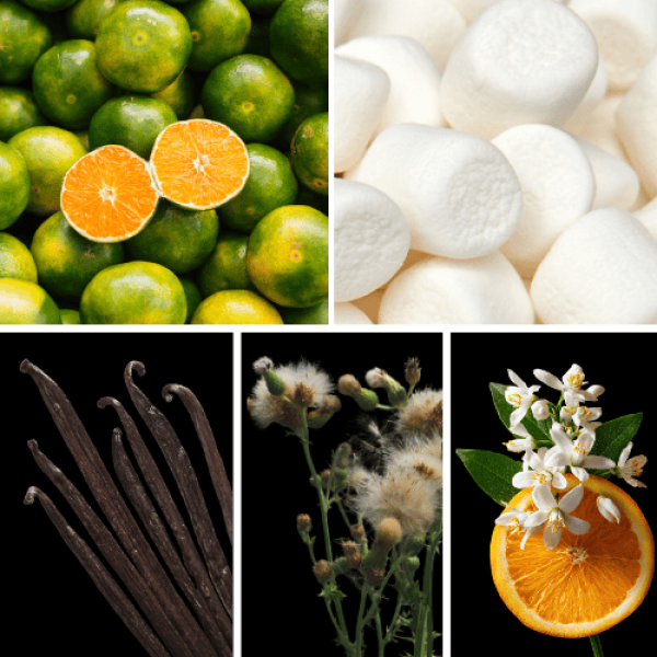 Duftnoten: grüne Mandarine, Marshmallow, Vanille, Moschus, Orangenblüte