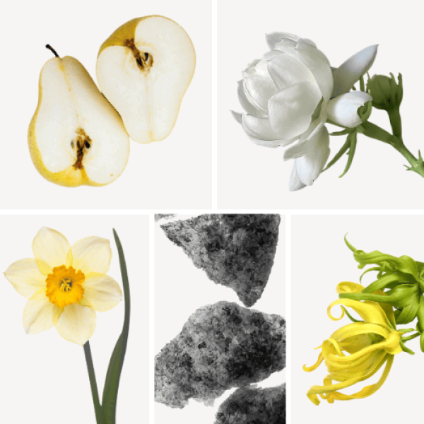Duftnoten: Birne, Jasmin, Narzisse, Moschus, Ylang-Ylang