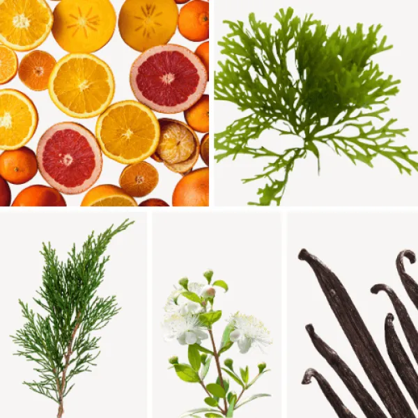 Duftnoten: Zitrusfrüchte, Seegras, Zypresse, Myrthe, Vanille Duftnoten: Zitrusfrüchte, Seegras, Zypresse, Myrthe, Vanille