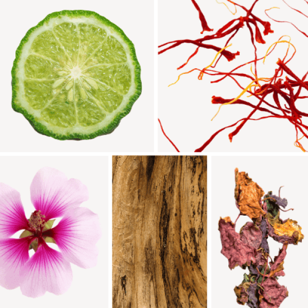 Duftnoten: Bergamotte, Safran, Geranie, Sandelholz, Patschuli