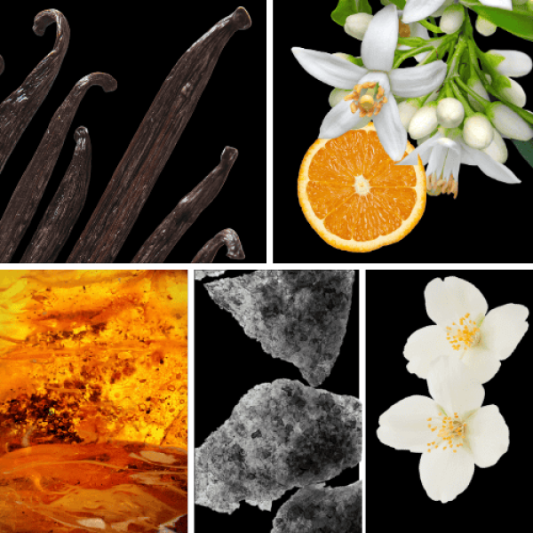 Duftnoten: Vanuille, Orangenblüte, Amber, Moschus, Jasmin