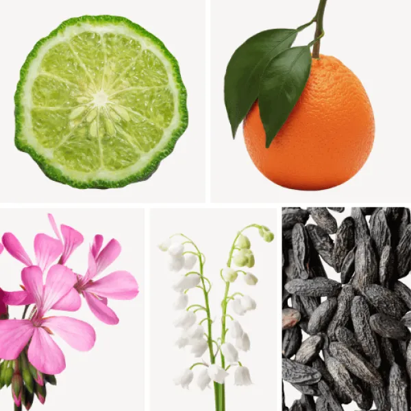 Duftnoten: Bergamotte, Mandarine, Geranie, Maiglöckchen, Tonkabohne Duftnoten: Bergamotte, Mandarine, Geranie, Maiglöckchen, Tonkabohne