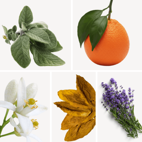 Duftnoten: Salbei, Mandarine, Neroli, Tabak, Lavendel