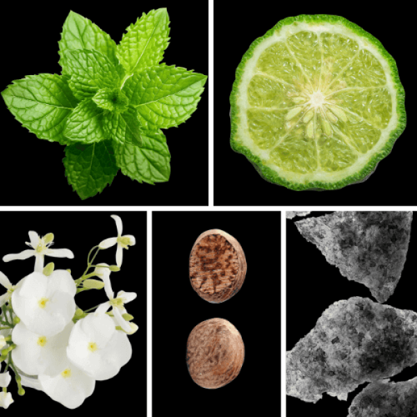 Duftnoten: Minze, Bergamotte, Geranie, Muskat, Moschus