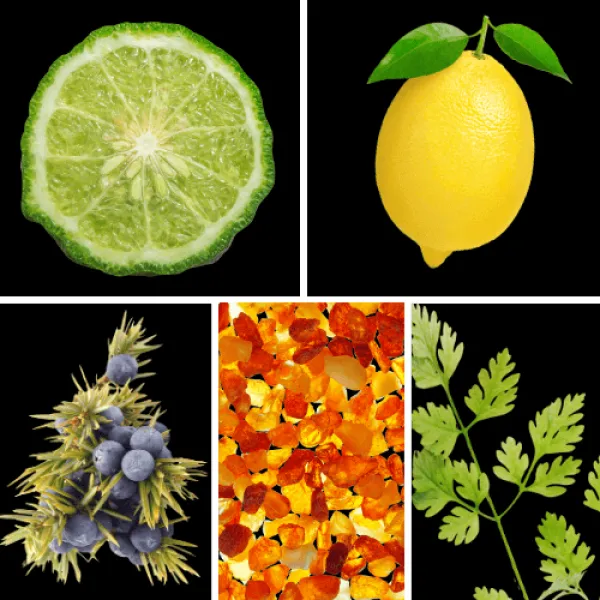 Duftnoten: Bergamotte, Zitrone, Wacholder, Amber, Koriander Duftnoten: Bergamotte, Zitrone, Wacholder, Amber, Koriander