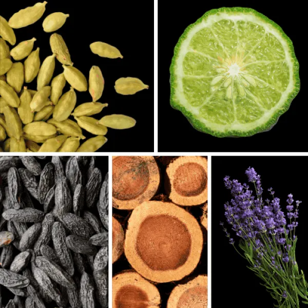 Duftnoten: Kardamom, Bergamotte, Tonkabohne, Zedernholz, Lavendel Duftnoten: Kardamom, Bergamotte, Tonkabohne, Zedernholz, Lavendel