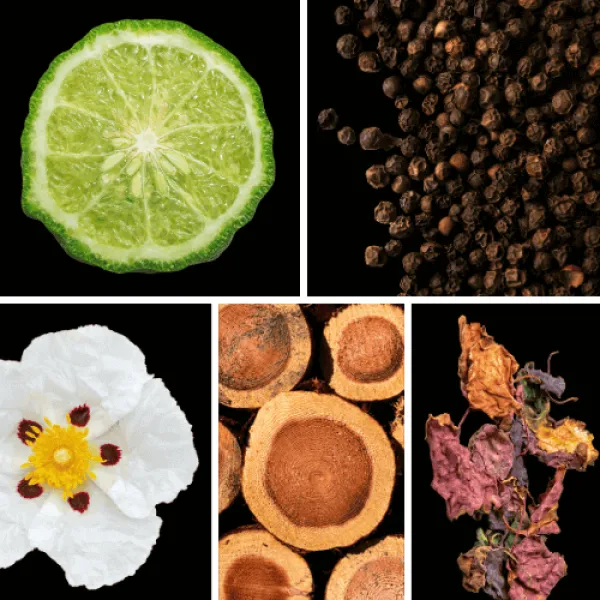 Duftnoten: zitrische Noten, Pfeffer, Labdanum, Zedernholz, Patchouli Duftnoten: zitrische Noten, Pfeffer, Labdanum, Zedernholz, Patchouli