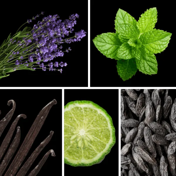 Duftnoten: Lavendel, Minze, Vanille, Bergamotte, Tonkabohne