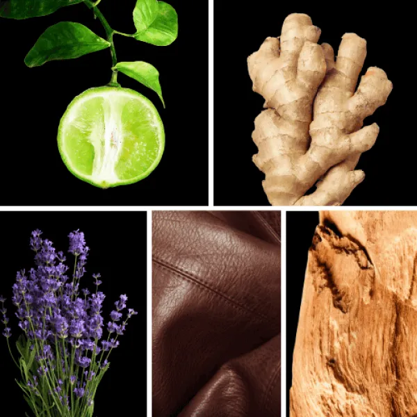 Duftnoten: Bergamotte, Ingwer, Lavendel, Leder, Zedernholz