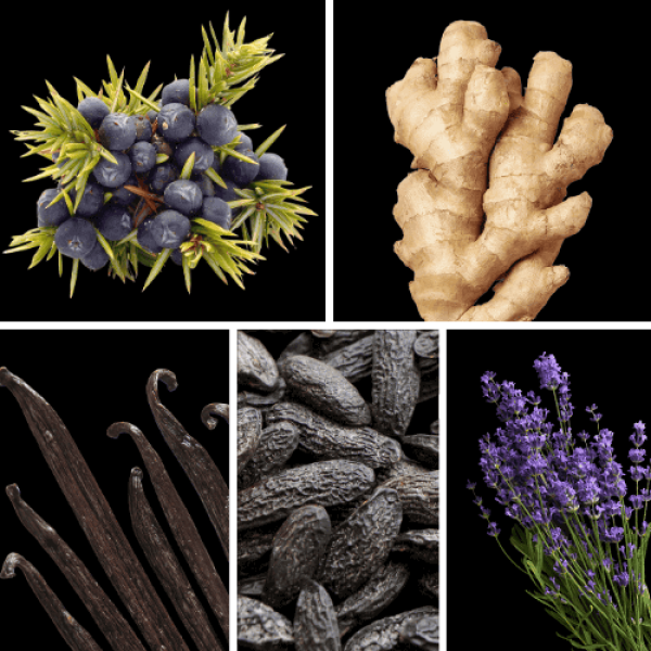 Duftnoten: Wacholderbeeren, Ingwer, Vanille, Tonkabohne, Lavendel