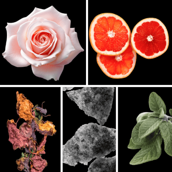 Duftnoten: Rose, Grapefruit, Patchouli, Moschus, Muskatellersalbei