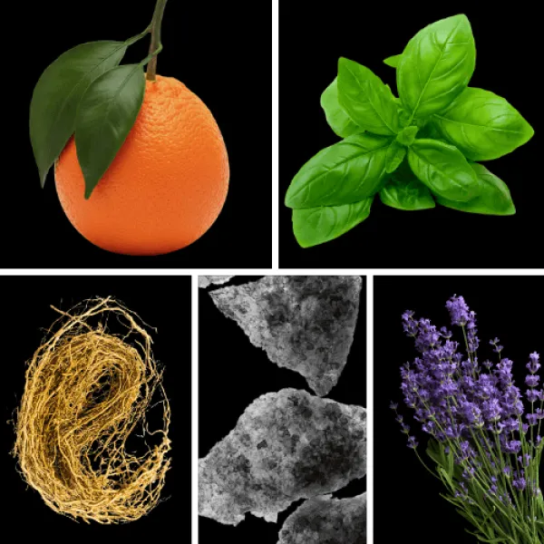 Duftnoten: Mandarine, Basilikum, Vetiver, Moschus, Lavendel Duftnoten: Mandarine, Basilikum, Vetiver, Moschus, Lavendel