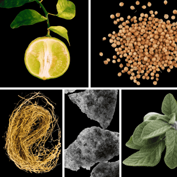 Duftnoten: bergamotte, Koriander, Vetiver, Moschus, Salbei