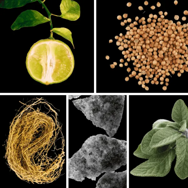 Duftnoten: bergamotte, Koriander, Vetiver, Moschus, Salbei Duftnoten: bergamotte, Koriander, Vetiver, Moschus, Salbei