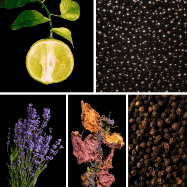 Duftnoten: Bergamotte, Wacholder, Lavendel, Patchouli, schwarzer Pfeffer Duftnoten: Bergamotte, Wacholder, Lavendel, Patchouli, schwarzer Pfeffer