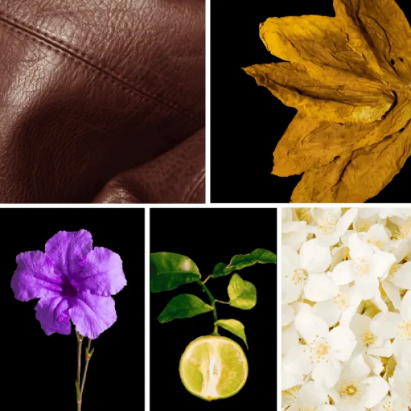 Duftnoten: Leder, Tabak, Veilchen, Bergamotte, Jasmin Duftnoten: Leder, Tabak, Veilchen, Bergamotte, Jasmin