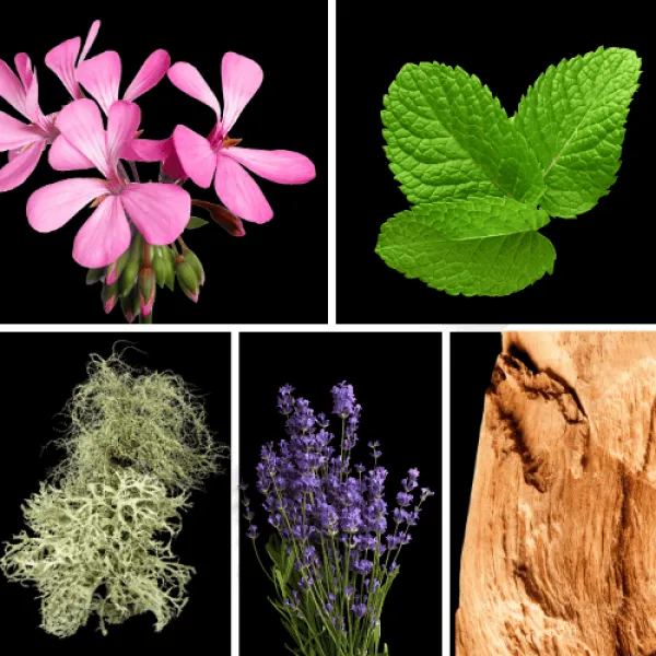 Duftnoten: Geranie, Minze, Eichenmoos, Lavendel, Zedernholz Duftnoten: Geranie, Minze, Eichenmoos, Lavendel, Zedernholz