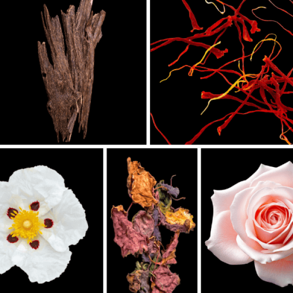 Duftnoten: Oud, Safran, Labdanum, Patchouli, Rose