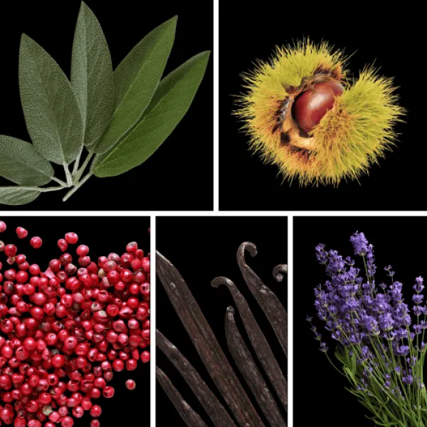 Duftnoten: Salbei, Kastanie, rosa Pfeffer, Vanille, Lavendel
