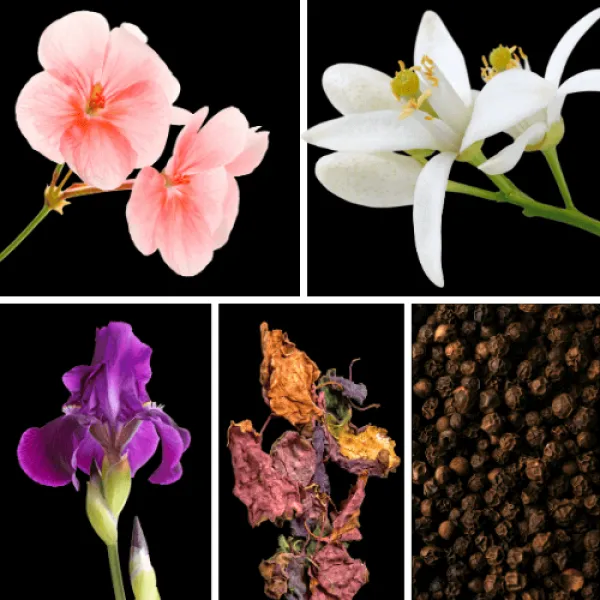 Duftnoten: Geranie, Neroli, Veilchen, Patchouli, Pfeffer Duftnoten: Geranie, Neroli, Veilchen, Patchouli, Pfeffer