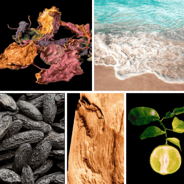 Duftnoten: Patchouli, Meeresnoten, Tonkabohne, Amberholz, Bergamotte