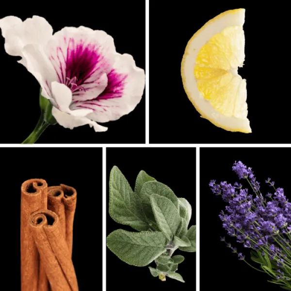 Duftnoten: Geranie, Zitrone, Zimt, Muskatellasalbei, Lavendel