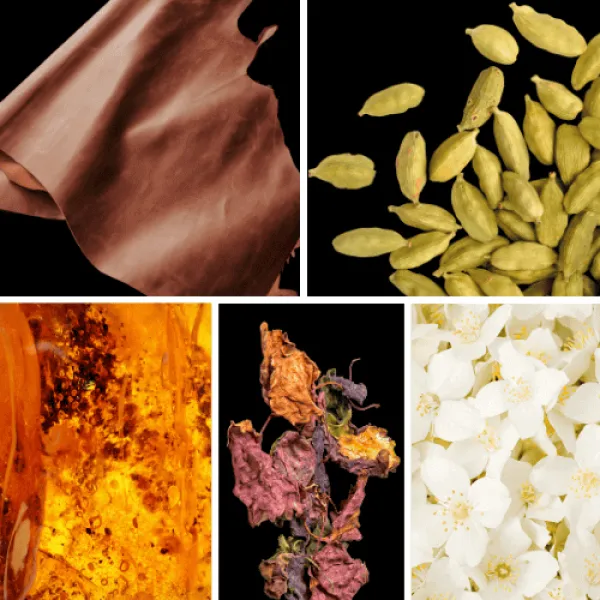 Duftnoten: Leder, Kardamom, Amber, Patchouli, Jasmin